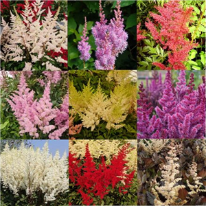 Astilbe Collection 6 X 2l